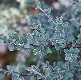 Silverstone™ Cotoneaster - 4' Pot -Proven Winners