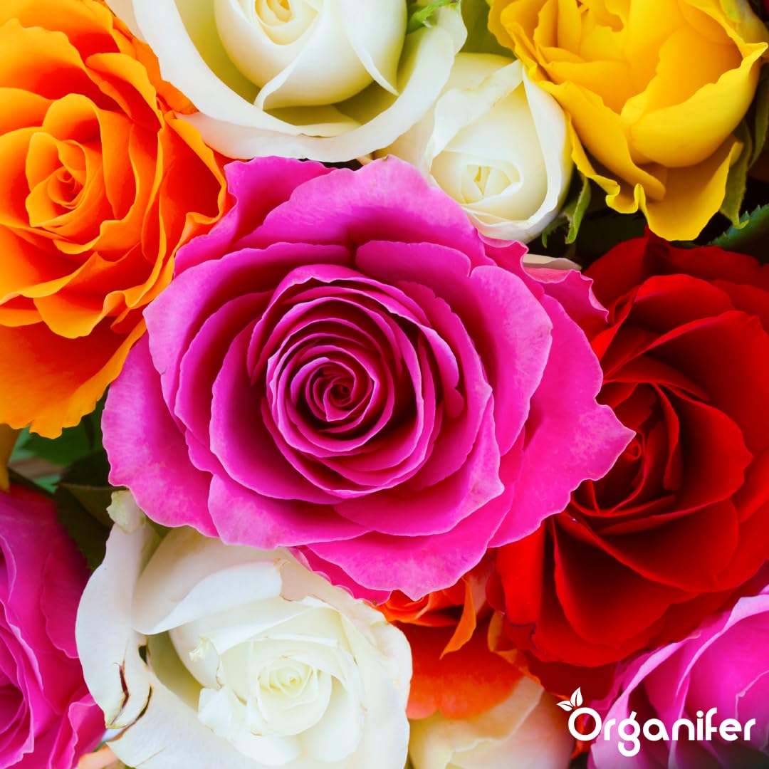 Fertilizzante Liquido Per Rose 10L – Concime Organico Per Fioritura Abbondante E Fogliame Sano – Rafforza Radici E Vitalità – Organifer