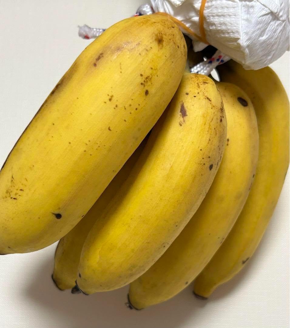 165cm、バナナ苗◇ドワーフ・ブラジルアップル◇心躍る濃厚糖度酸味 165cm、バナナ苗◇ドワーフ・ブラジルアップル◇心躍る濃厚糖度酸味