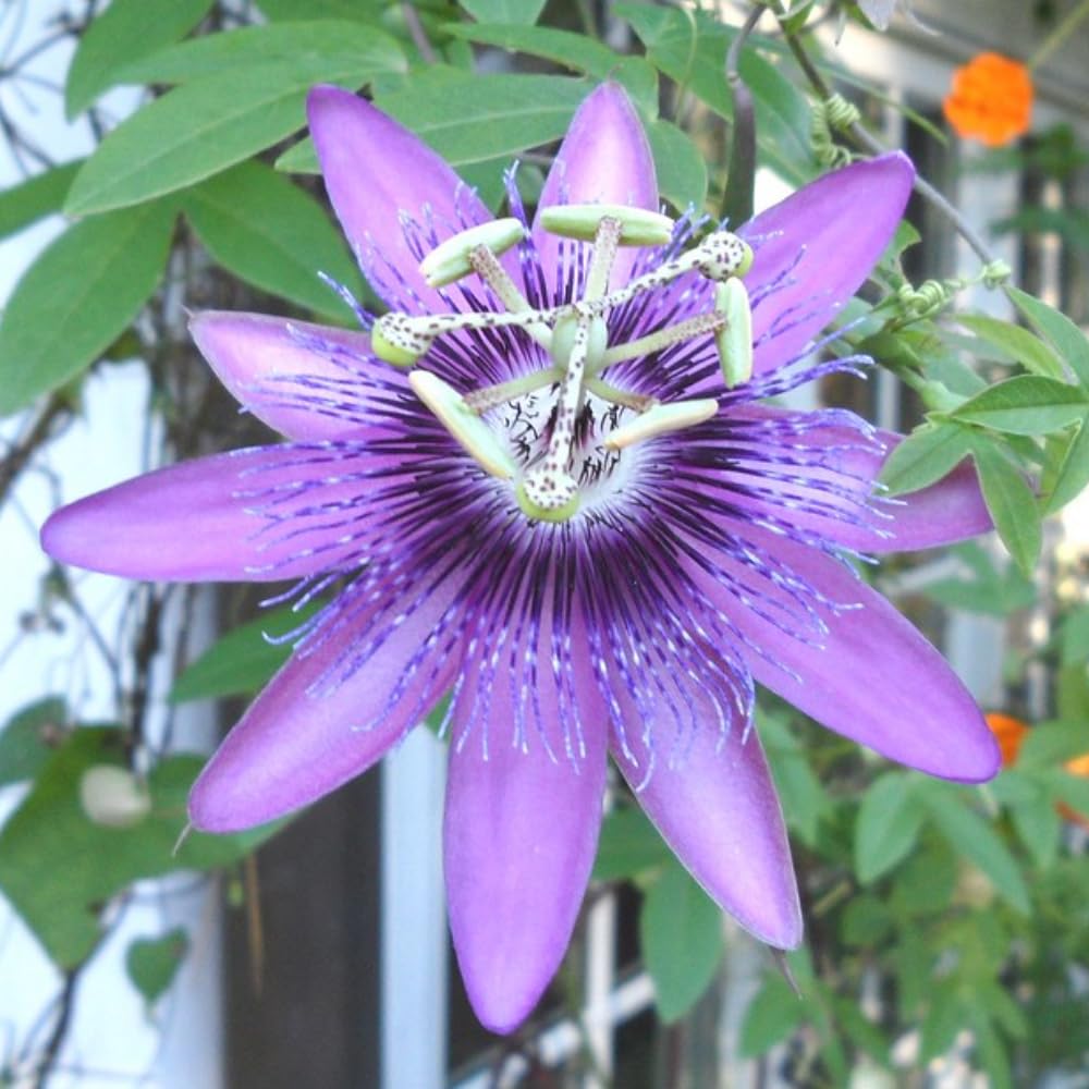 Lavender Passion Flower Plant TANKDA