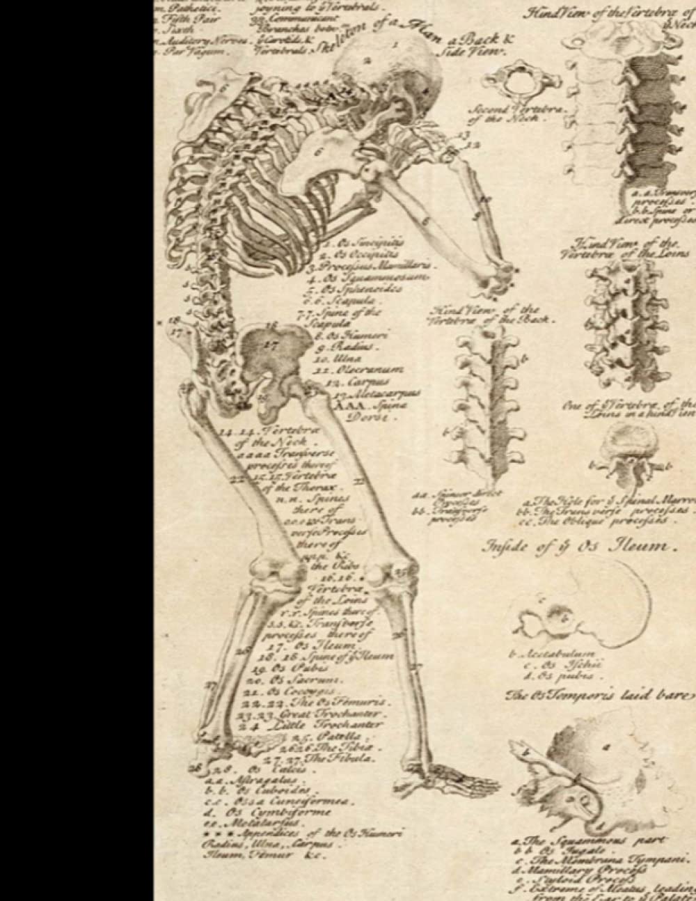 Graph / Grid Paper Composition 8.5 x 11 Notebook - Quad Ruled / 4x4 - 100 Sheets / 200 Pages - Body Vertebrae Spine - FULL COVER ART