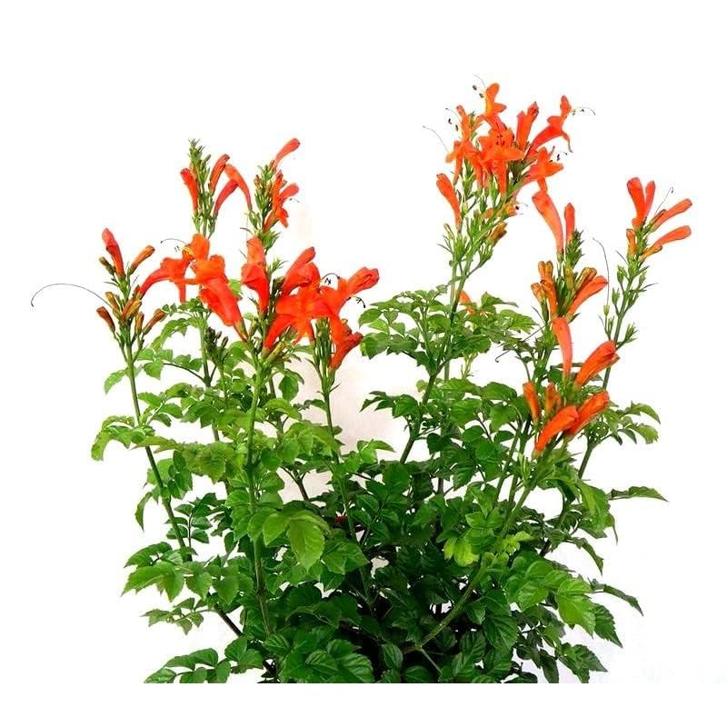Image of Live Flame Vine Orange Trumpet Vine Creepers & Climbers Flower Plant, Orange Tecoma Flower Bignonia Pyrostegia Venusta, Live Plant With Black Plastic Pot (TECOMA FLOWER PLANT)