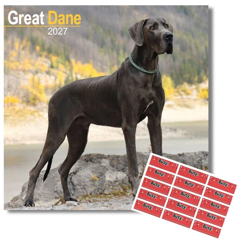 Avonside Great Dane 2027 Calendar with Organisational Stickers, 16 Month Square Wall Calendar (Sept 2026 - Dec 2027), UK Planner with Great Danes, For Dog Lovers, Home or Office, 11.6 x 11.6 in