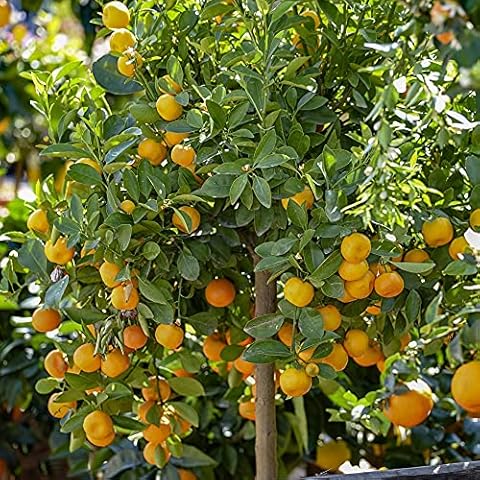 YouGarden Panama Orange Tree for Pots Cover