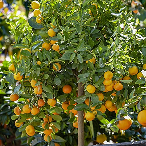 YouGarden Citrus Panama Orange Tree in 7/9cm Pot Ready to Plant Orange Tree for Pots Planters and in The Ground Grow Your Own Fruit