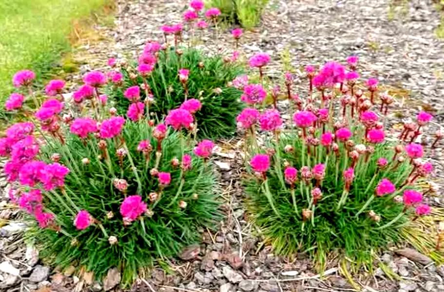 1 Pack of 160 SEEEDS Thrift/Sea Pink Armeria maritima splendens