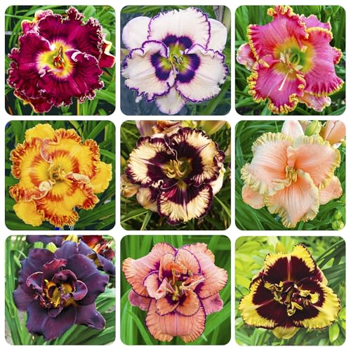 100Pcs Perennial Daylily Hemerocallis Seeds for Planting-Mixed Color Day Lily Fine Flower Seeds Heirloom