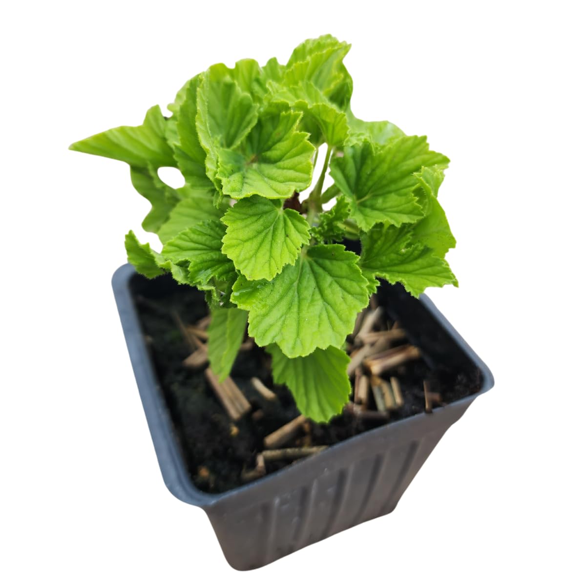 Geranium Orange Fizz