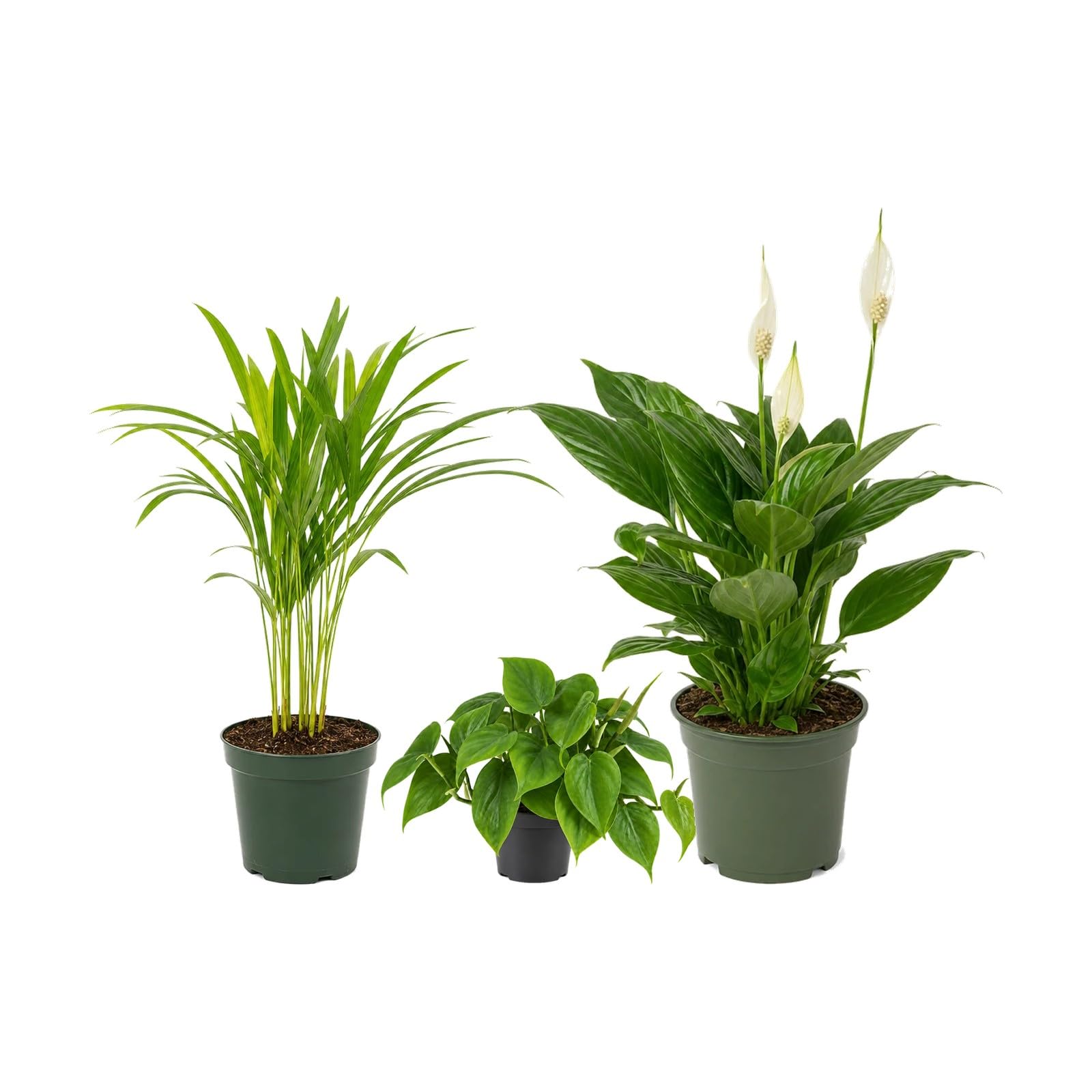 DECOALIVE Pack 3 Plantas: Palma Areca, Filodendro Verde y Espatifilo