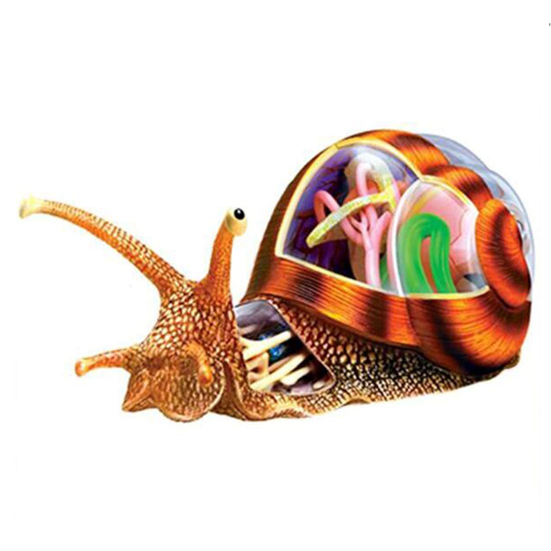 4D Snail Anatomy Model Kit,Educational Model Animal Anatomical