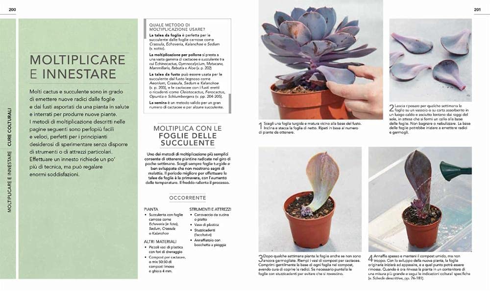 Cactus e succulente. Scelta, coltivazione, disposizione e cura di oltre 200 piante tutte spettacolari