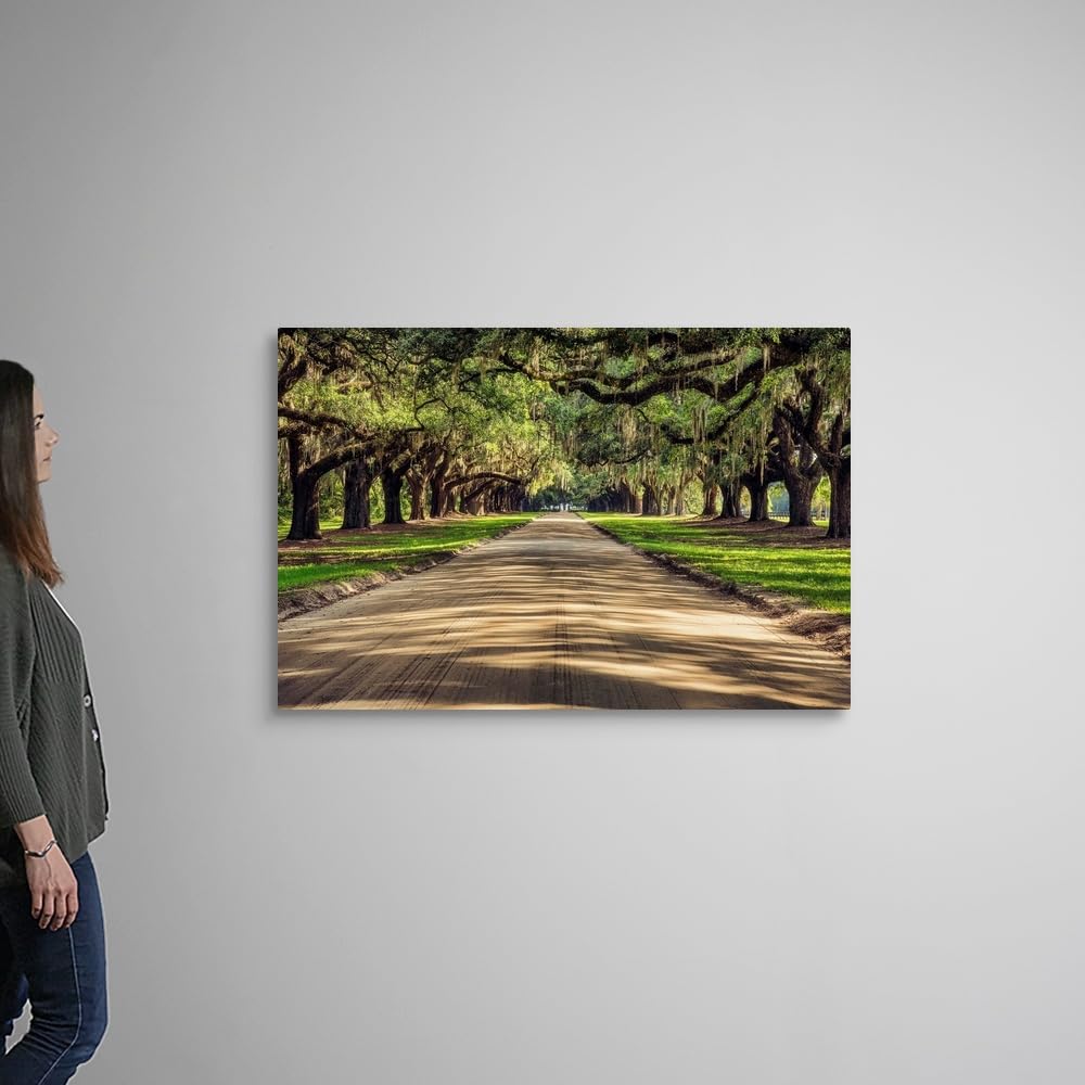 Amazon.com: CANVAS ON DEMAND Oak Tree Lined Road At Boone Hall