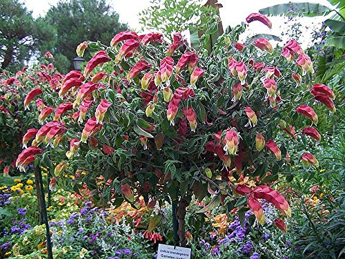 Shrimp Tree - Live Plant In A 10 Inch Growers Pot - Justicia Brandegeeana - Rare And Exotic Ornamental Flowering Tree #TOP2