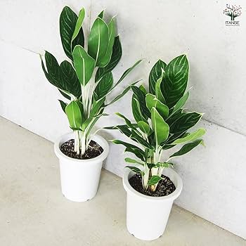 希少　無機質用土　アデロネマ：パリドネルヴィウム　6号鉢植え 希少 無機質用土 アデロネマ：パリドネルヴィウム 6号鉢植え