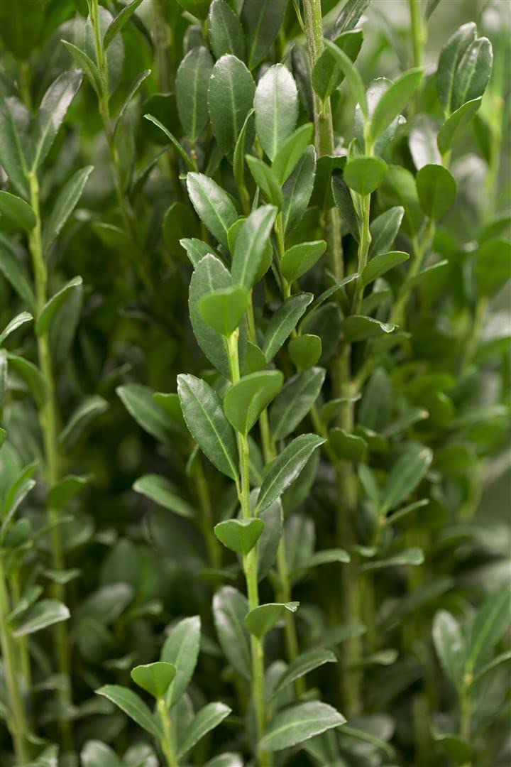 Ilex crenata 'Fastigiata' 125-150 cm - Japanische Stechpalme, sulenfrmig,  immergrn, ideal fr Hecken und Kbel, pflegeleicht und winterhart :  Amazon.de: Garten