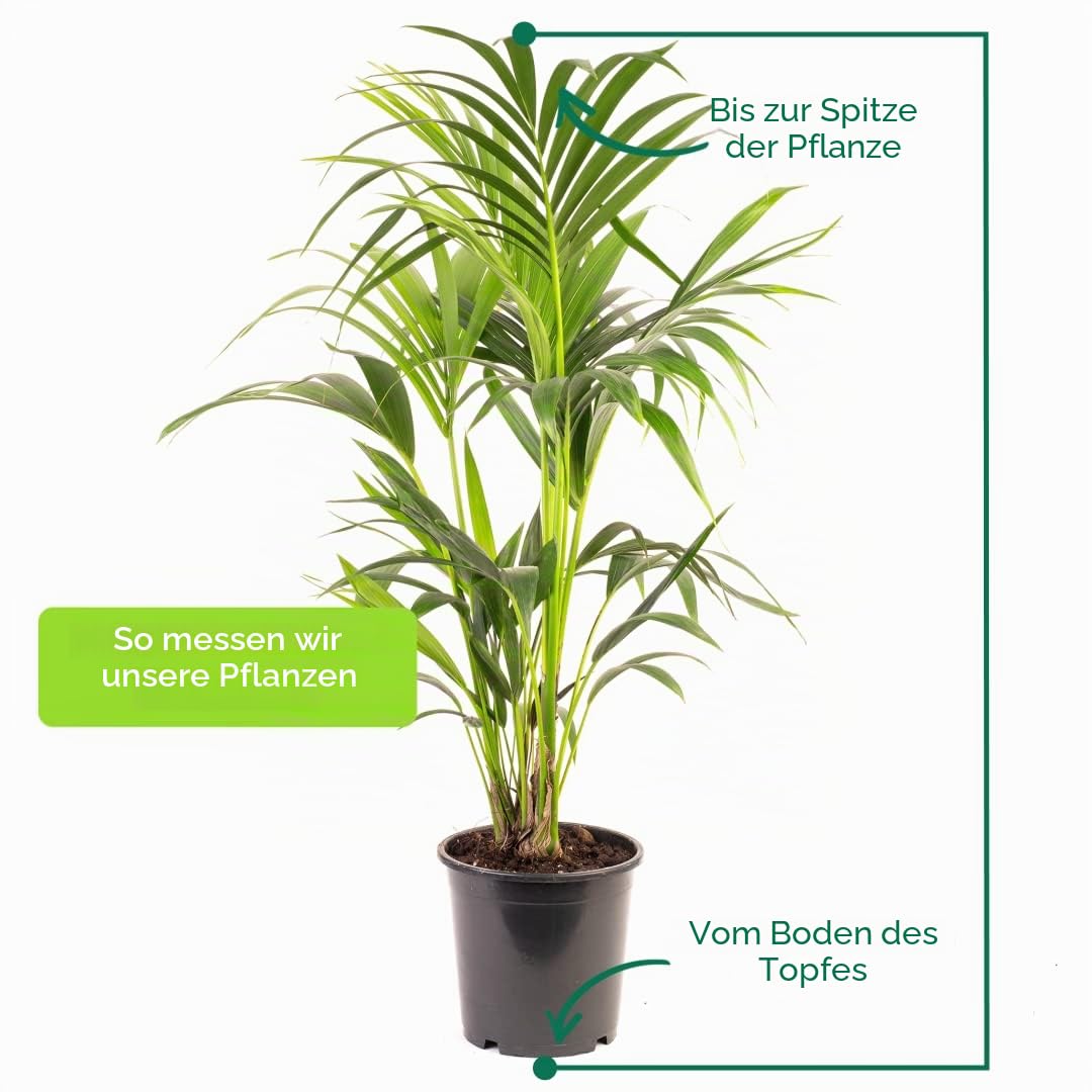 Kentia-Palme - Howea forsteriana | Luftreiniger für Innenräume | Große Topfpflanze