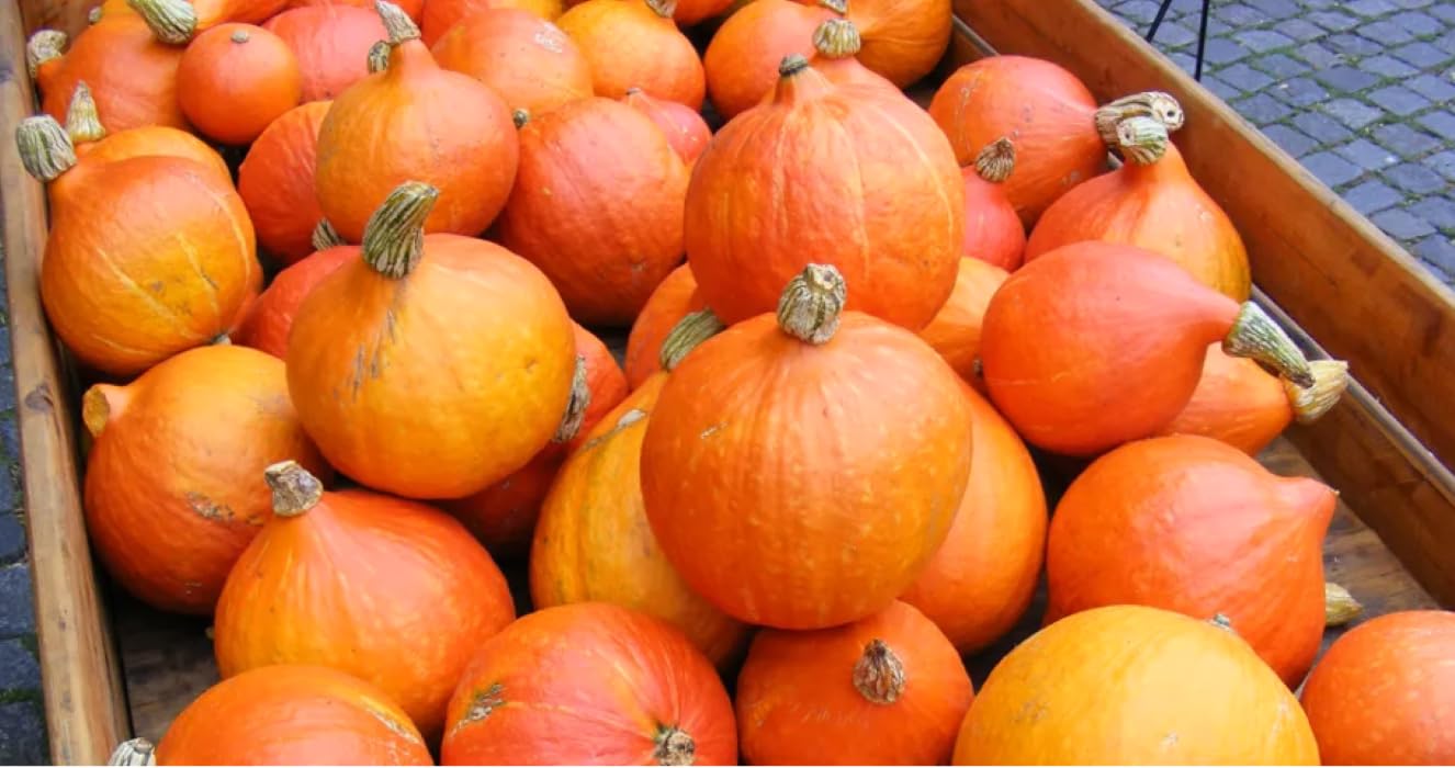 Amazon.com : TomorrowSeeds - Japanese Red Kuri Squash Seeds - 40+