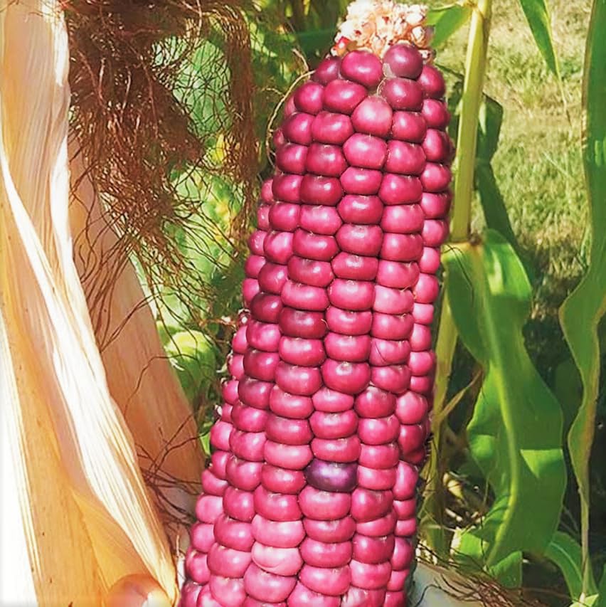 Amazon.com : TomorrowSeeds - Neon Pink Popcorn (Ornamental Corn