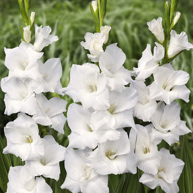 Eden Brothers White Prosperity Gladiolus