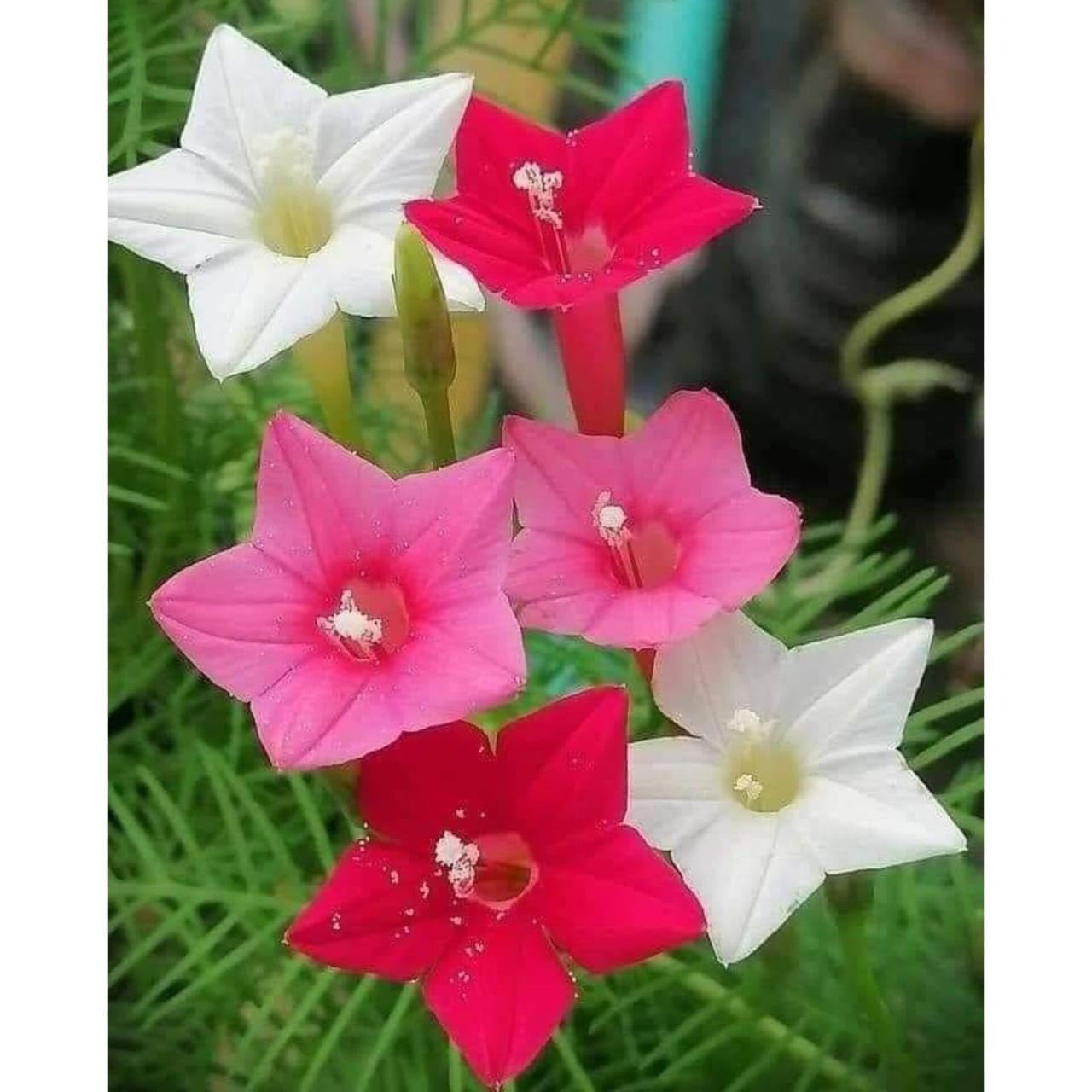cypress Vine Mix colours(pack of 35+ seeds),Vishnukranti,Mayilmannikkam, Kembumalligai Akasamulla, Kunjalata, Tarulata,star glory,Kamlata, Ganeshvel,Ipomoea quamoclit 3 colour mixed seeds (B0CTZFSBW9) Amazon Price History, Amazon Price Tracker