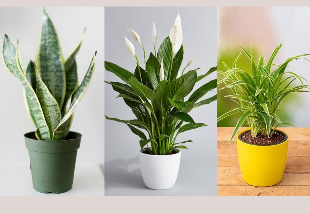 3 x Air Purifying Plants Spider Plant Chlorophytum, Spathiphyllum Peace Lily, Snake Plant Sansevieria Laurentii in 10-12 cm pots - Image 3