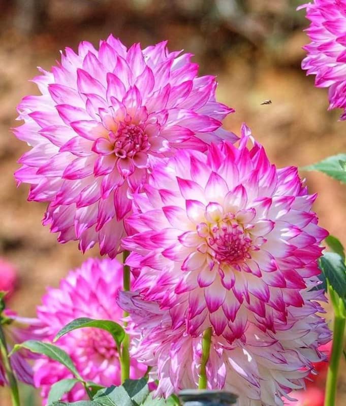 Radha Krishna Agriculture® Draft Dahlia Shamrock Flower Bulbs Multi-Colour Pack of 1 Bulbs Flower (B0B3XBTFJM) Amazon Price History, Amazon Price Tracker