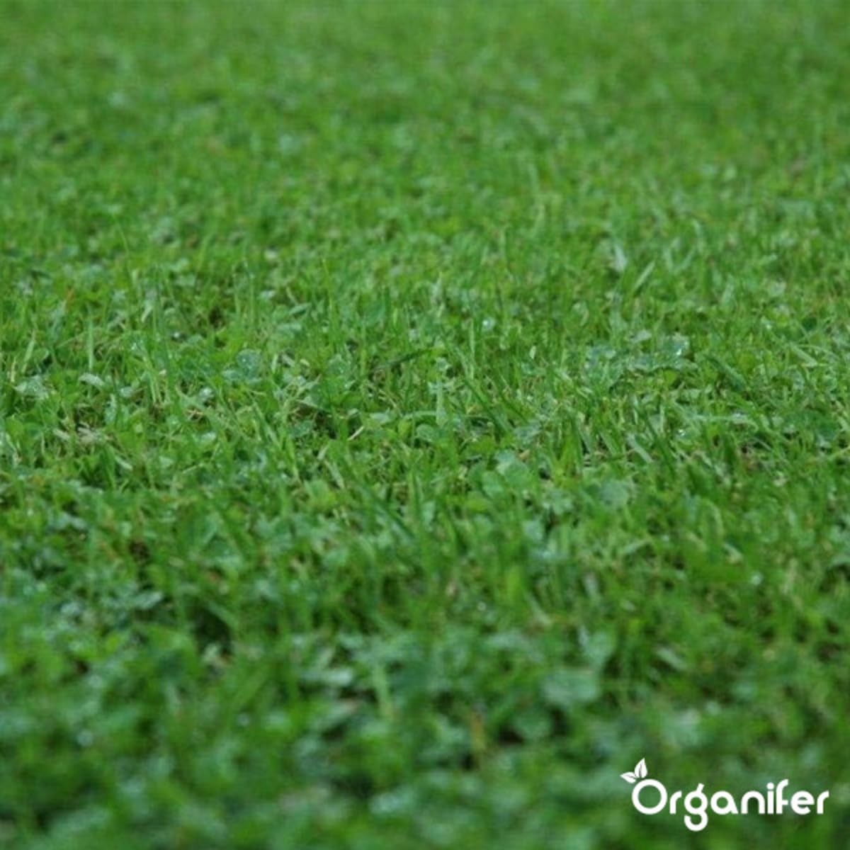 Semi Trifoglio Nano LERAVA - Prato Senza Taglio, Fissa Azoto, Perfetto Per Giardino E Ombra - Foto 12