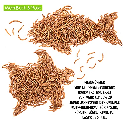 Mehlwürmer getrocknet, 1kg (entspricht 6,5 Litern!) Futtermittel im Beutel, der proteinreiche Snack für Wildvögel… – Bild 4