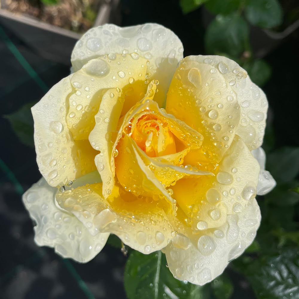 YouGarden Harkness Rose 'St Rita' 4 Litre Pot