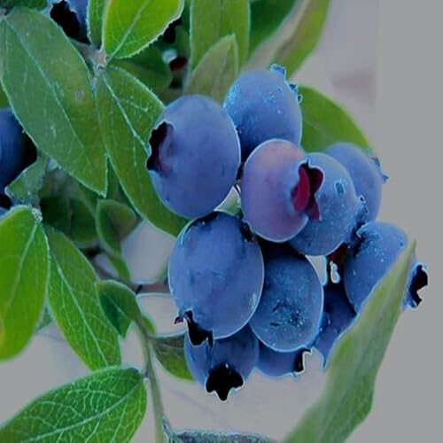 Miniatura 2 de Aceite aromático Wild Blueberries (botella de 8 onzas) para hacer velas, hacer jabón, hacer tartas, aerosoles de habitación, lociones, ambientadores