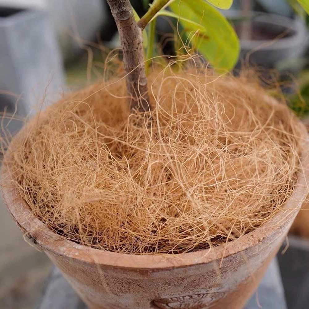 Amazon 天然のココヤシ繊維 ココファイバー ガーデン 観葉植物 土隠し 植木鉢 小動物のハウス 巣箱 遊び場 寝具 巣作り 隠れ家 裏地素材 500g 鉢底ネット
