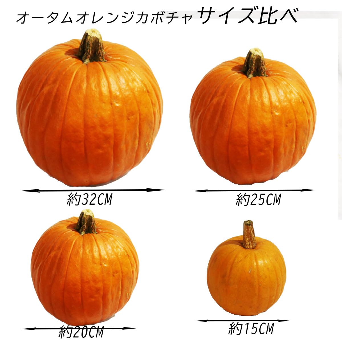 Amazon.co.jp: 「PURIZA」超特大カボチャ オータムゴールド3L サイズ