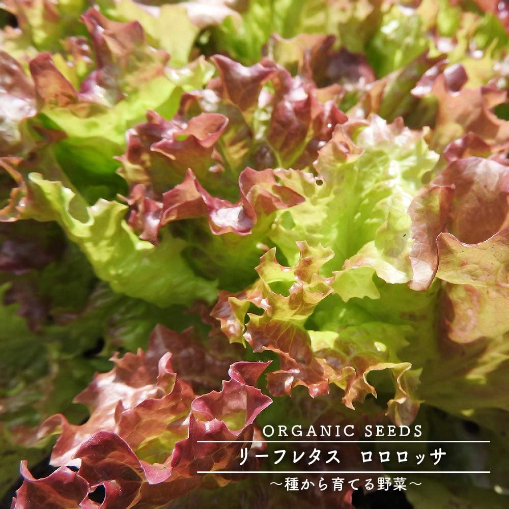 Amazon.co.jp: 【有機種子】 リーフレタス（ロロロッサ/サニーレタス系