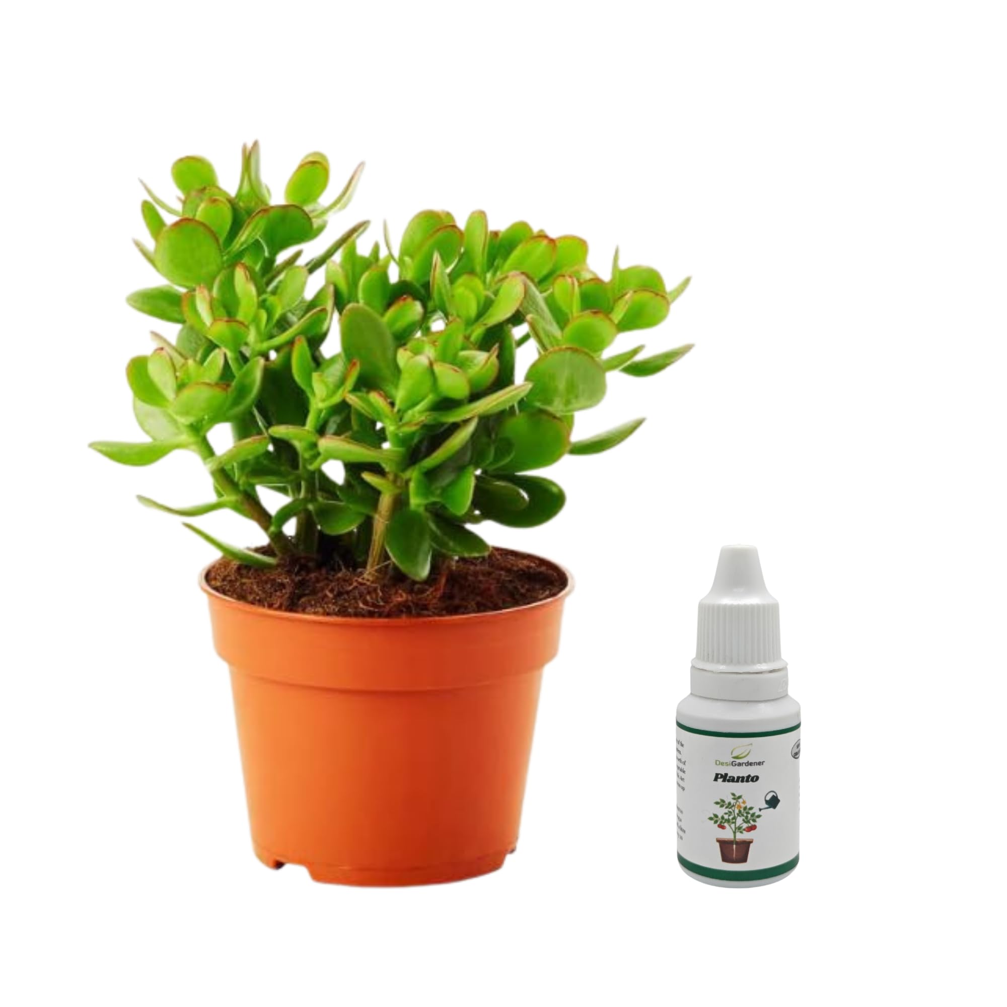 Beautiful Dhan Kuber Plant (Crasula Money Plant) With Brown Pot | Money Plant | Jade Plant Indoor Plant | Air Purifying Plant | Home Decorative | Office Plant Indoor Plant