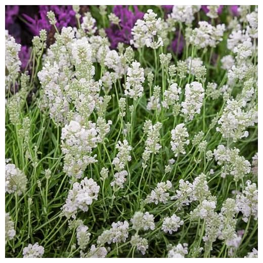Carbeth Plants Lavender Angustifolia White 6 Pack - Pollinator Friendly English Lavender Hardy Perennial Plants - Drought Tolerant & Easy Grow Shrubs - Ideal for Beds, Borders, Containers & Pots (1)