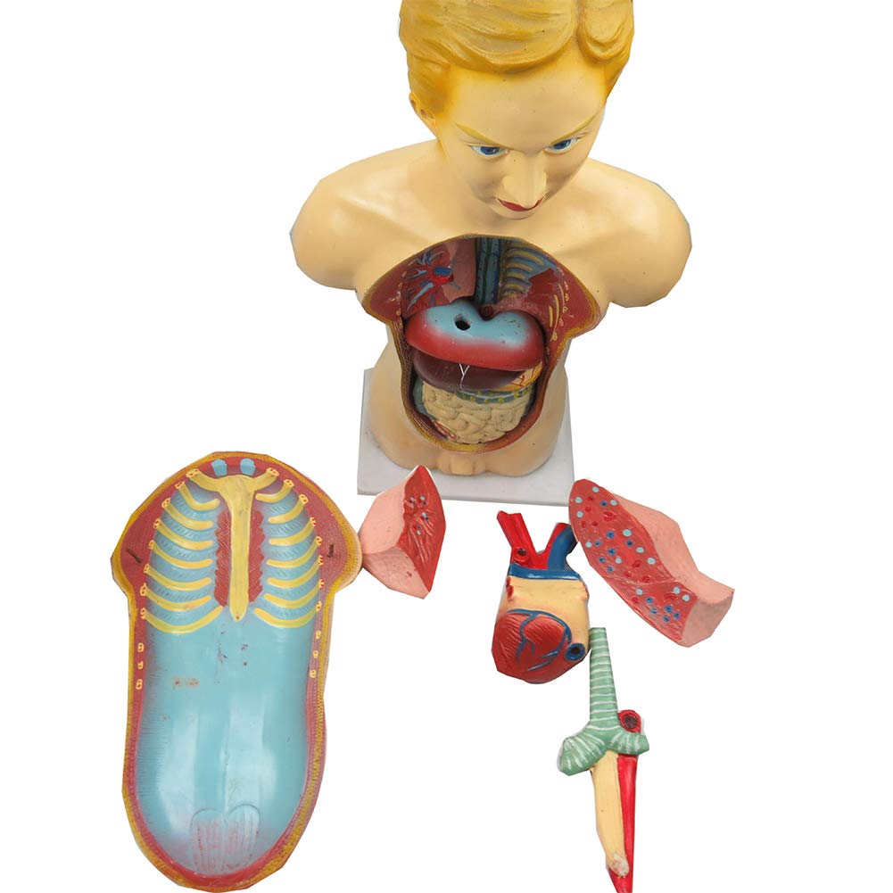 Buy 47cm Male Torso Anatomical Model, Human Torso Body Anatomy Model