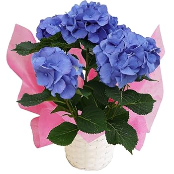 紫陽花ページです Amazon｜ディープブルー さかもと園芸 達人のあじさい 5号鉢 母
