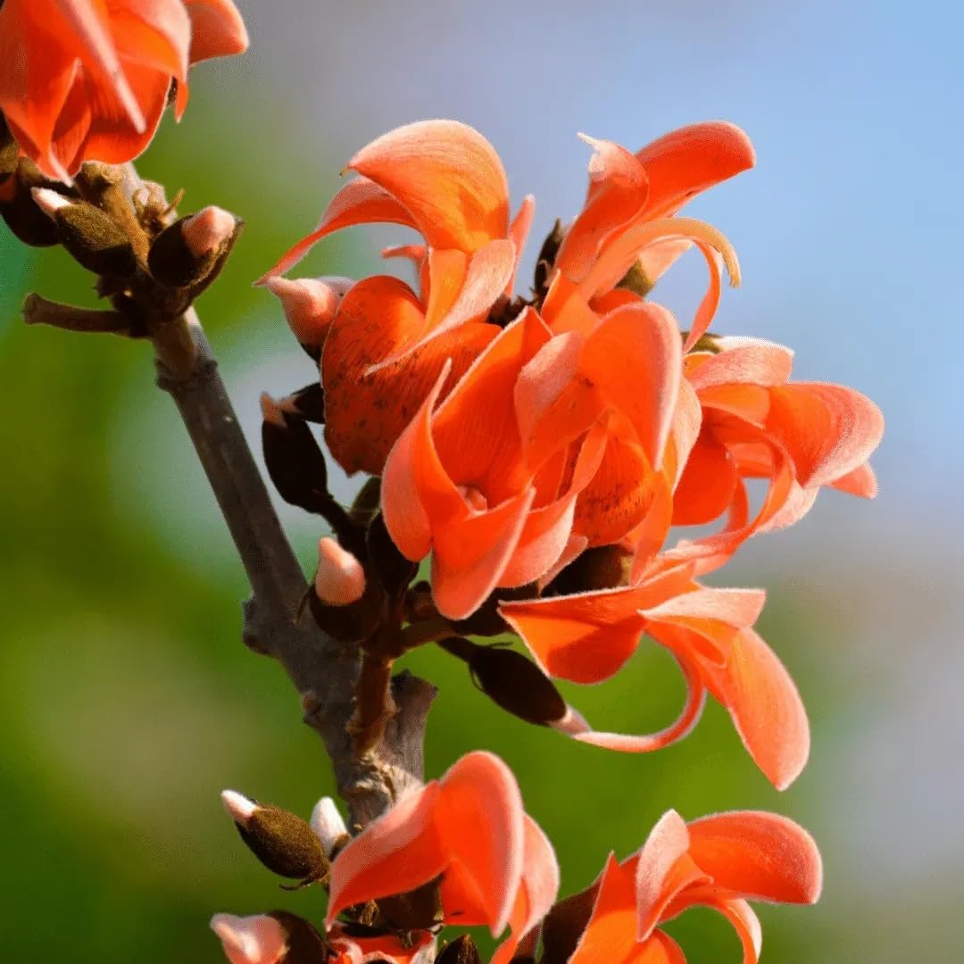 Palash Flower Tree Plant Live | Red Dhak/Tesu Plant/Butea Monosperma | Flame of the Forest Plant - for Terrace & Outdoor GardenFull Sun, Outdoor Garden (1 Healthy Plant) No Pot-image-30