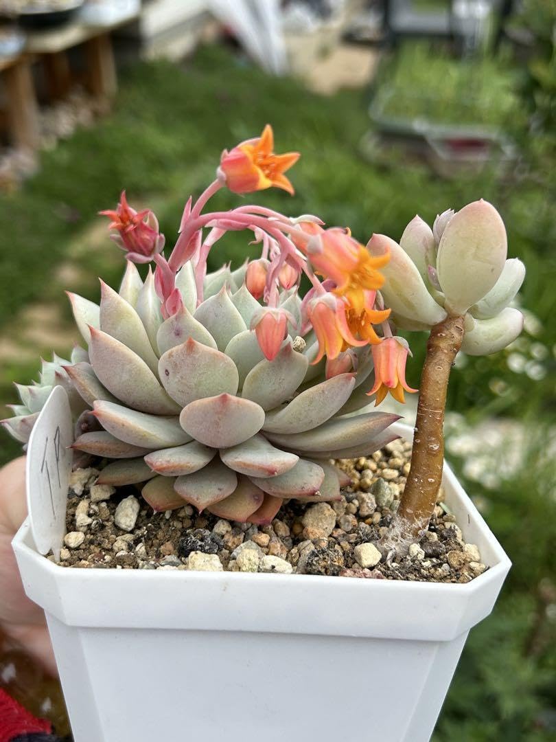 No.531 ❁オレンジライト❁ 抜き苗 多肉植物 寄せ植え No.531