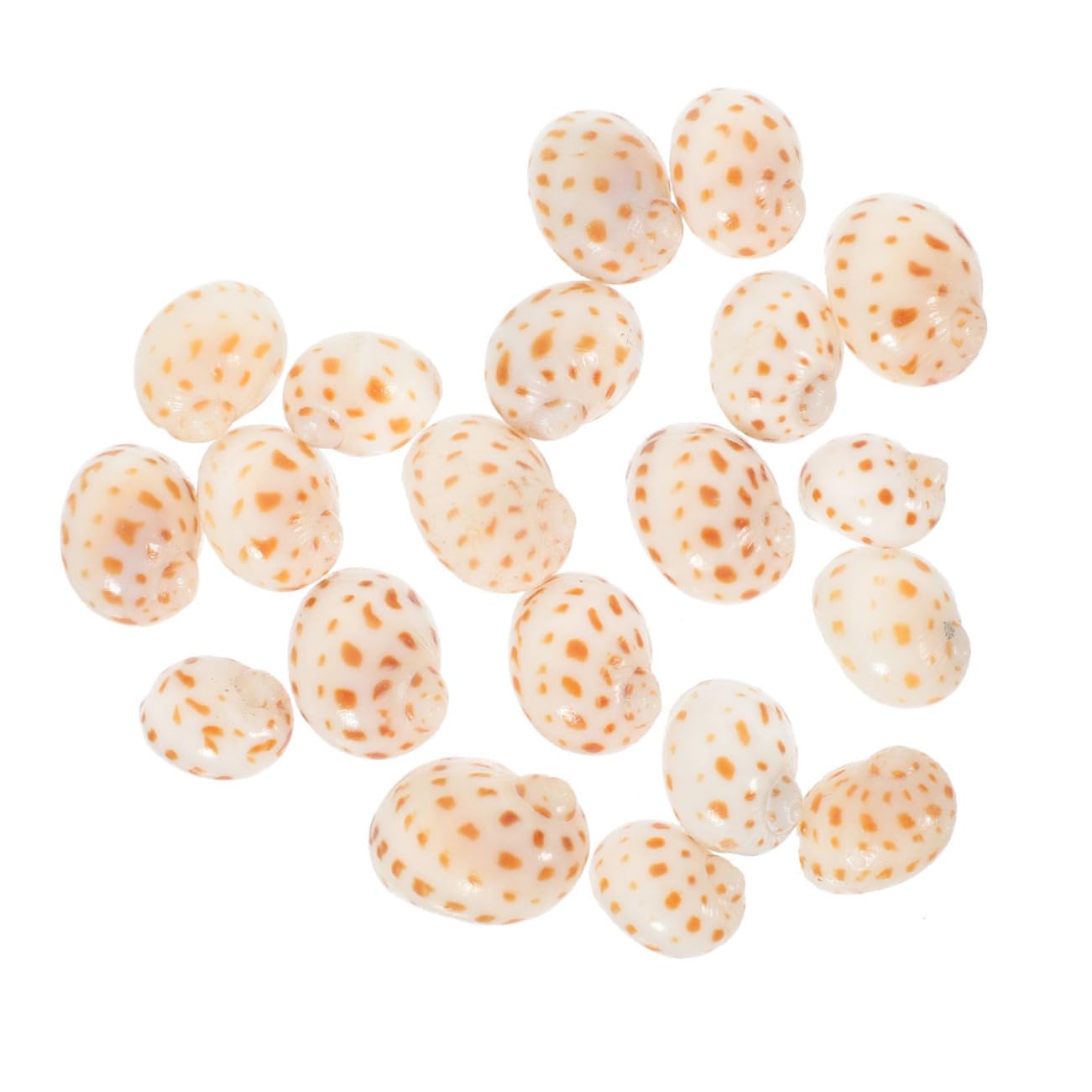 BESPORTBLE DIY Small Conch Shells for Fish Tank 40pcs Conch Decorations Crab Habitat Decor