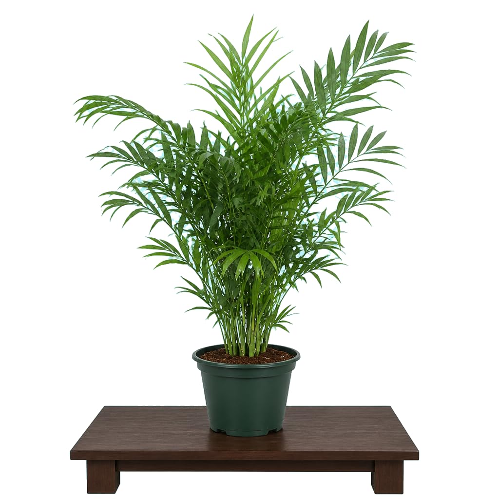 DECOALIVE Chamaedorea Elegans Palmera Samedorea Recibidor 17 cm