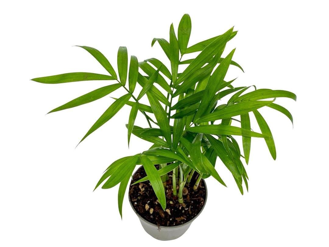 Stylish Indoor Palm Live Plant Summer Friendly Home Decorative Plant for Living Room (1 Healthy Live Plant With Pot)-image-28