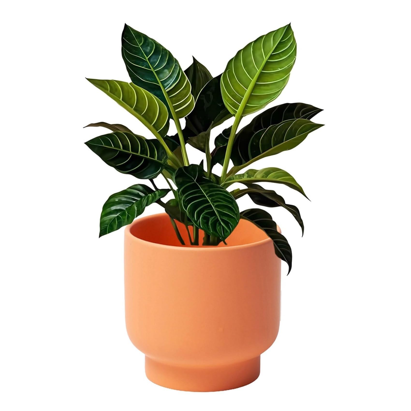 Pot de plante moderne avec réserve d'eau pour ne plus jamais rater vos arrosages