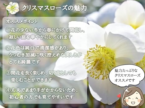 Amazon Co Jp クリスマスローズ開花株 白いクリスマスローズボット苗 Diy 工具 ガーデン Amazon Co Jp クリスマスローズ開花株 白いクリスマスローズボット苗 Diy 工具 ガーデン