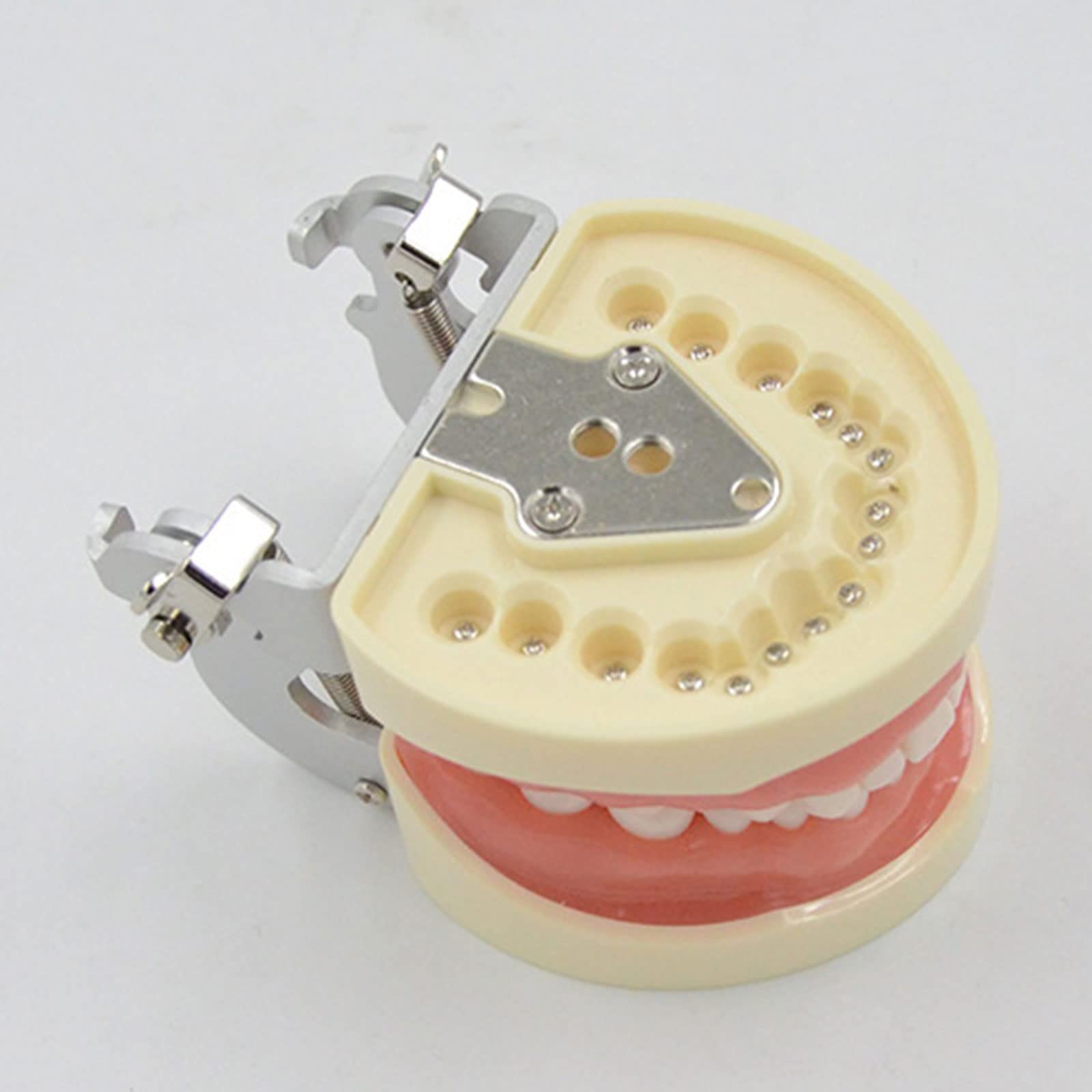 32 Modello dente rimovibile Dentista Impiallacciatura Preparazione dei denti Ortodontico Prodotto per la pratica insegnamento orale per l'insegnamento del modello denti rimovibili