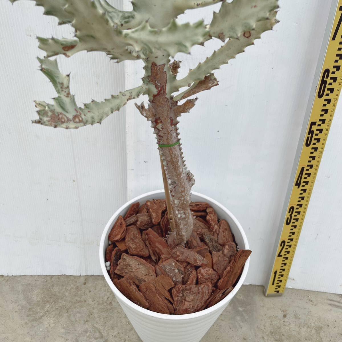 Amazon.co.jp: 多肉植物 サボテン ホワイトゴースト 10号 プラコッタ鉢