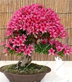 10 Pieces/Bag Rare Mini Sakura Seeds Japanese Cherry Blossom Bonsai Flower Seeds Sakura Tree DIY Home & amp; Garden Plant: Only Seeds