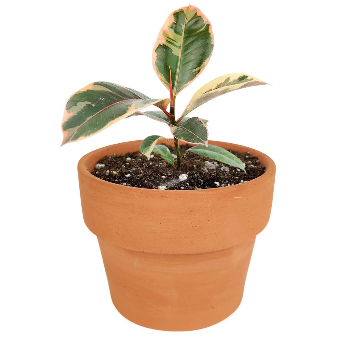 Ficus Elastica Ruby Pink (4'' Terracotta Pot) - Healthy Houseplant - Easy Care Indoor Houseplant