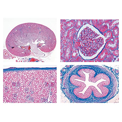 LIEDER Mikropräparat Serie - Harnsystem
