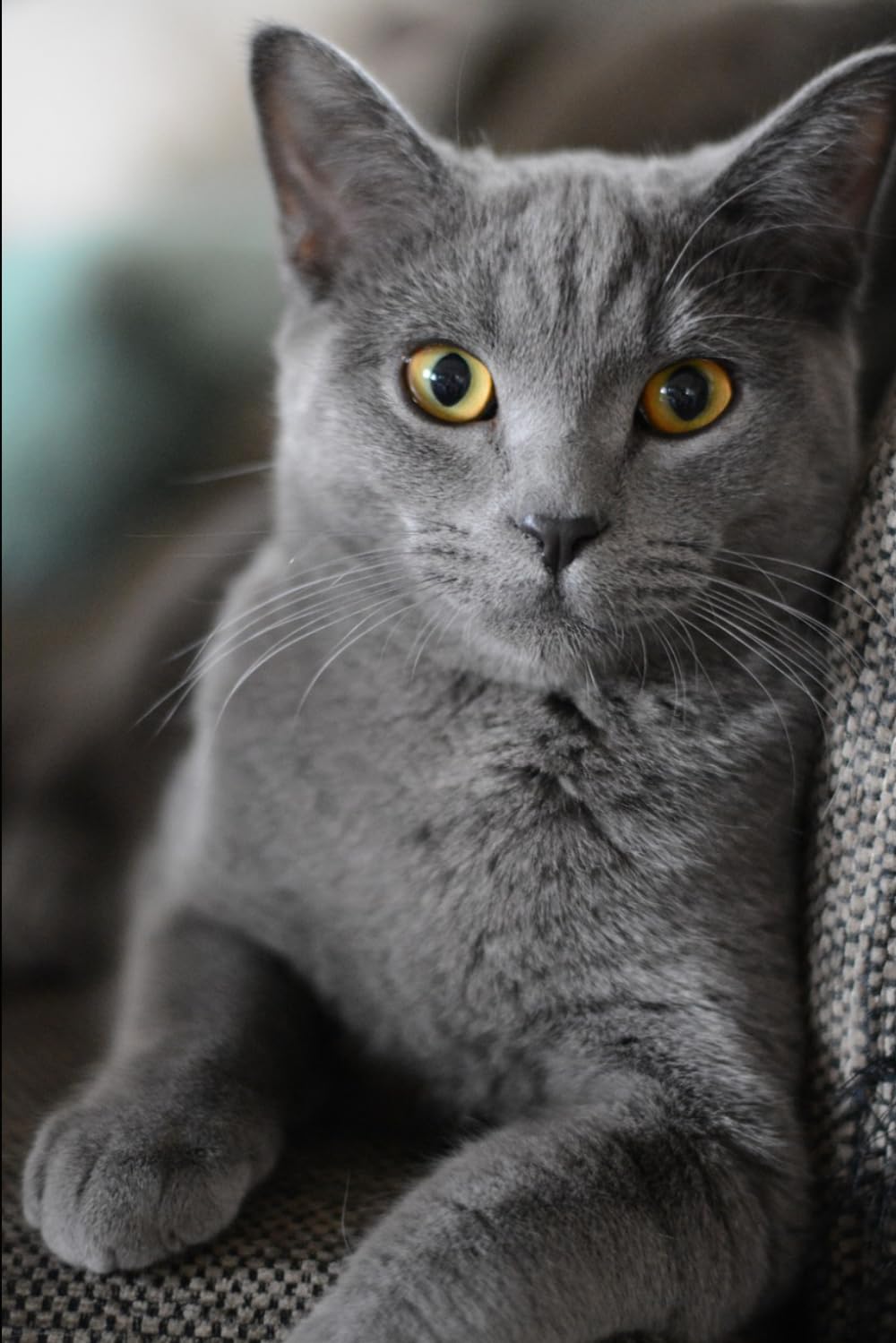 Dans les yeux d'un chat